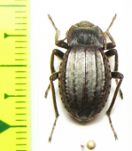 Mitragenius quadricollis  Argentina - INSECTS-STORE.RU