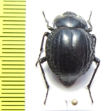Nyctelia vulcanica  Argentina - INSECTS-STORE.RU