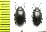 Nyctopetus sp.  Argentina - INSECTS-STORE.RU