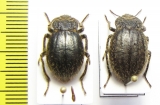 Psectrascelis sp., pair  Argentina - INSECTS-STORE.RU