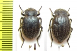 Psectrascelis sp., pair  Argentina - INSECTS-STORE.RU