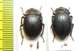 Psectrascelis sp., pair  Argentina - INSECTS-STORE.RU
