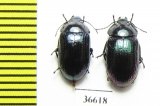 Tenebrionidae sp.  Cuba - INSECTS-STORE.RU