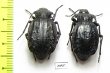 Entomoderes sp.  Paraguay - INSECTS-STORE.RU