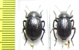 Entomochilus sp., pair  Chile - INSECTS-STORE.RU