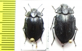 Geoborus rugipennis, pair  Chile - INSECTS-STORE.RU