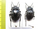 Gyriosomus subrugatus  Chile - INSECTS-STORE.RU