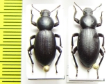 Nycterinus substriatus  Chile - INSECTS-STORE.RU