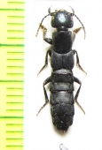 Staphylinidae sp.  Abkhazia - INSECTS-STORE.RU
