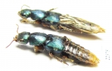 Staphylinidae sp.  Peru - INSECTS-STORE.RU