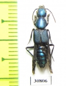 Staphylinidae sp.  Peru - INSECTS-STORE.RU