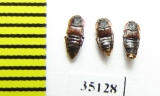 Staphylinidae sp.  Russia, Tver reg. (myrmecophilous) - INSECTS-STORE.RU