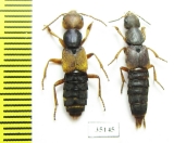 Staphylinidae sp.  Russia, Far East - INSECTS-STORE.RU