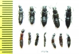 Staphylinidae sp.  Russia, Tver reg. - INSECTS-STORE.RU