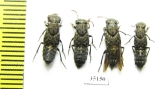 Staphylinidae sp.  Russia, Tver reg. - INSECTS-STORE.RU