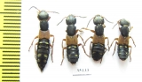 Staphylinidae sp.  Russia, Tver reg. - INSECTS-STORE.RU