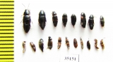 Staphylinidae sp.  Russia, Tver reg. - INSECTS-STORE.RU