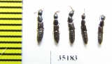 Staphylinidae sp.  Russia, Tver reg. (from Ant hill) - INSECTS-STORE.RU