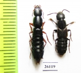 Staphylinidae sp.  South Africa Rep. - INSECTS-STORE.RU