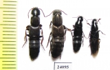 Staphylinidae sp.  Turkey, Mugla prov. - INSECTS-STORE.RU