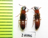 Staphylinidae sp.  Turkey, Mugla prov. - INSECTS-STORE.RU