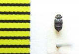 Micropeplus porcatus  Belorussia - INSECTS-STORE.RU