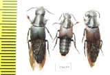 Velleius sp.  Russia, Far East - INSECTS-STORE.RU