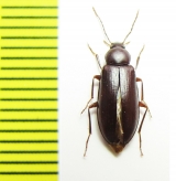 Penaus penai  Chile - INSECTS-STORE.RU