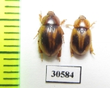 Phaleria maculata  Chile - INSECTS-STORE.RU