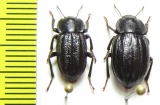 Plathestes burmeisteri, pair  Chile - INSECTS-STORE.RU