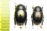 Praocis aenescens  Chile - INSECTS-STORE.RU