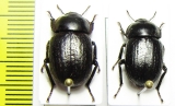 Praocis chevrolatii  Chile - INSECTS-STORE.RU