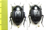 Praocis chilensis  Chile - INSECTS-STORE.RU
