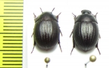Praocis costatula  Chile - INSECTS-STORE.RU