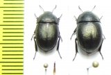 Praocis curta, pair  Chile - INSECTS-STORE.RU