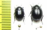 Praocis curtisi  Chile - INSECTS-STORE.RU