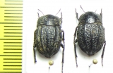 Praocis dentipes  Chile - INSECTS-STORE.RU
