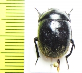 Praocis pubescens  Chile - INSECTS-STORE.RU