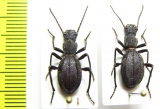 Psammetichus larraini, pair  Chile - INSECTS-STORE.RU