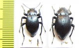 Psectrascelis escobari, pair  Chile - INSECTS-STORE.RU