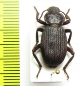 Scotobius atacamensis, Chile - INSECTS-STORE.RU