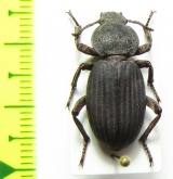 Scotobius atacamensis, Chile - INSECTS-STORE.RU