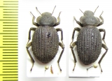 Scotobius gayi  Chile - INSECTS-STORE.RU