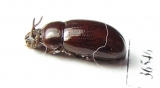 Tenebrionidae sp.  Peru - INSECTS-STORE.RU