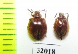 Tenebrionidae sp.  Peru - INSECTS-STORE.RU