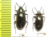 Tenebrionidae sp.  Peru - INSECTS-STORE.RU