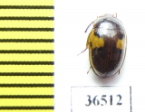 Tenebrionidae sp.  Peru - INSECTS-STORE.RU