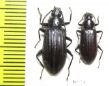 Tenebrionidae sp.  Peru - INSECTS-STORE.RU