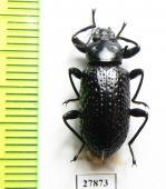 Tenebrionidae sp.  Peru - INSECTS-STORE.RU