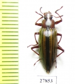 Tenebrionidae sp.  Peru - INSECTS-STORE.RU